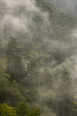 Fototapeta na wymiar Four Pines Stand On Mountain Side In Fog