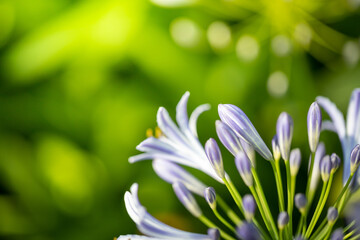 The background image of the colorful flowers