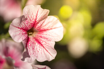 Fototapeta premium The background image of the colorful flowers