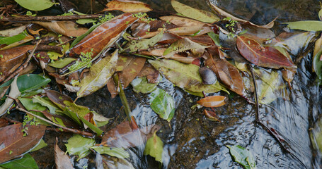River in autumn forest with colorful autumn leaves