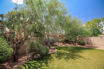 Fototapeta na wymiar Big Cactus in The Backayrd of a Phoenix Arizona Home