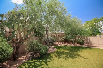 Foto op Plexiglas Big Cactus in The Backayrd of a Phoenix Arizona Home © DCA88