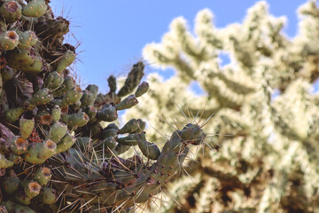 Cholla Cactus in the Scottsdale Arizona Sun
