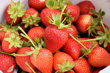 Fresh picked red strawberries in a bucket