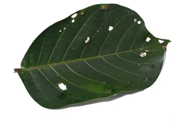  leaf isolated on white