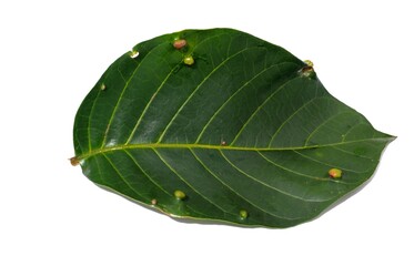  leaf isolated on white