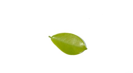  leaf isolated on white