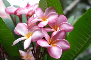 pink frangipani flowers