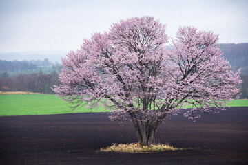 鶴居村　一本桜 © noriha