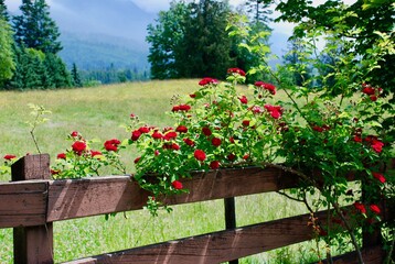 Naklejka na ściany i meble climbing red roses on wooden fence