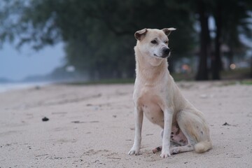 dog on the beach