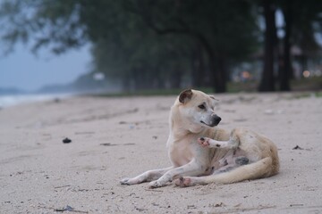 dog on the beach