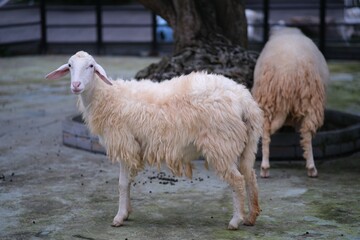 two sheep in the farm