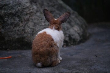 rabbit in the garden