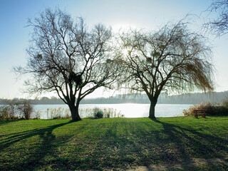 Winter scene in the countryside.  View of two trees without foliage by a lake. Shadows of the trunks on the lawn.