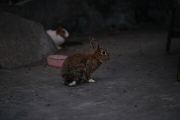 baby rabbit