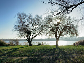 Fototapeta premium Winter scene in the countryside. View of two trees without foliage by a lake. Shadows of the trunks on the lawn.
