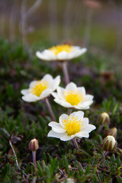 Close-up of a few arctic mountain avens on the arctic tundra that thrive in the cold