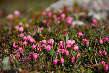 Pink arctic flowers found on the tundra, near Arviat, Nunavut Canada