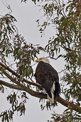 Bald Eagle on Eucalyptus Branch - Sacramento NWR
