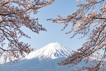 Fuji Mountain and Pink Sakura in Spring at Kawaguchiko Lake, Japan