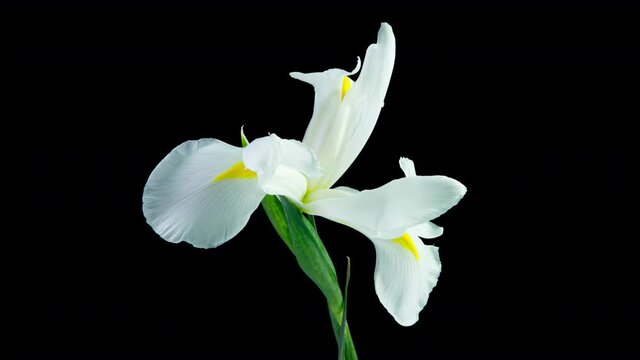Time lapse of flowering white iris on a black background, beautiful white flower video 4k