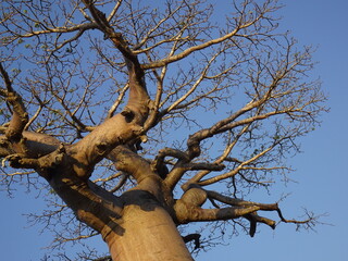 The big baobab tree looking up from below in Morondava (Madagascar)
