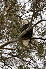 Bald Eagle on Eucalyptus Branch - Sacramento NWR