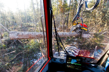 View from the harvester cabin. Deforestation with an automatic saw.