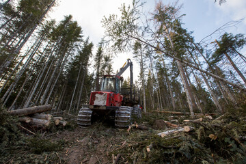Fototapeta na wymiar Deforestation. A modern red harvester cuts down conifers on a steep mountainside. Heavy logging equipment works in the taiga in winter.