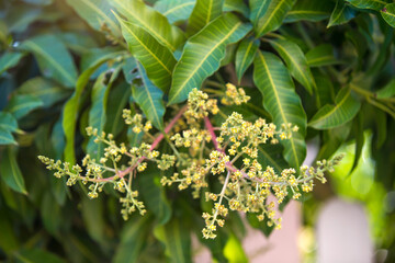 The mango bouquet or mango flower is blooming full on the mango trees in the garden