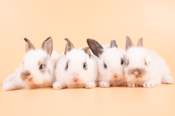 Four white cute rabbit on yellow background. Group of baby rabbits sitting isolated on background