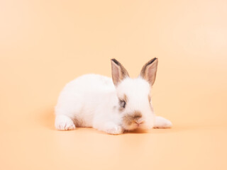 Obraz premium White adorable baby rabbit on yellow background. Cute baby rabbit.