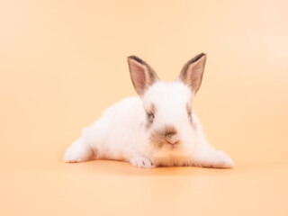 White adorable baby rabbit on yellow background. Cute baby rabbit.