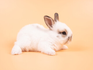 White adorable baby rabbit on yellow background. Cute baby rabbit.