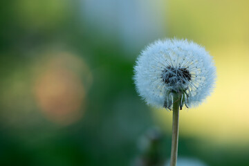 Dandelion blowball with seeds