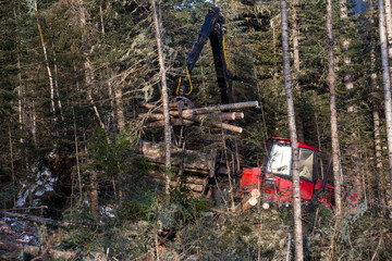 The work of heavy logging equipment in the winter taih. A forwarder, loaded with sawed wood, descends from a steep slope of a snowy mountain to eat coniferous trees.