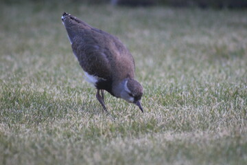 Bird