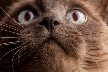 Fototapeta premium Cat Face