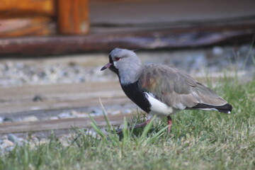 Bird