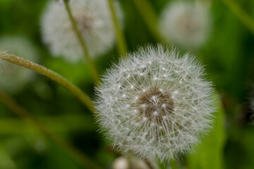 blooming dandelions. White fluffy flowers. Plants with seeds.