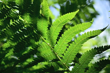 A leaf of green fern in the sunlight. Close-up. 