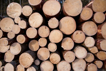 Close-up. Medium of wood in the timber yard. The cut larch lies in an open-air warehouse.