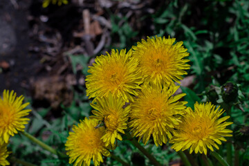 Yellow flowers on a green background. Dandelion land. flowers growing in summer.