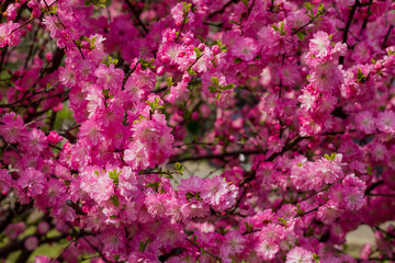 Pink sakura flowers on a tree branch. Loose flowers on the tree.