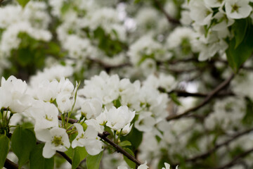 Blooming apple tree against the sky. Springs and white flowers bloom. Background with flowers.