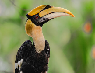 The Great Hornbill on white background