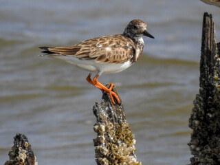 Ruddy Turnstone on Barnacle Covered Posts in Florida
