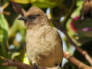 Sardinian warbler perched in a fig tree in Morocco
