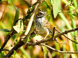 Savannah sparrow in the Florida wetlands